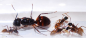 Preview: Camponotus atriceps